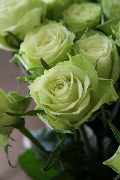 Mystic Meadows Floral Symphony