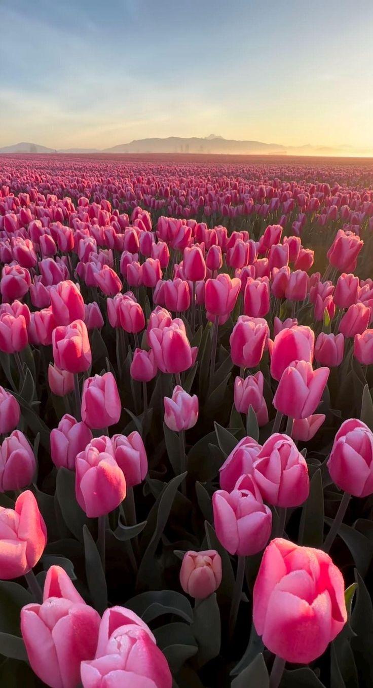 Eternal Spring's Vibrant Embrace